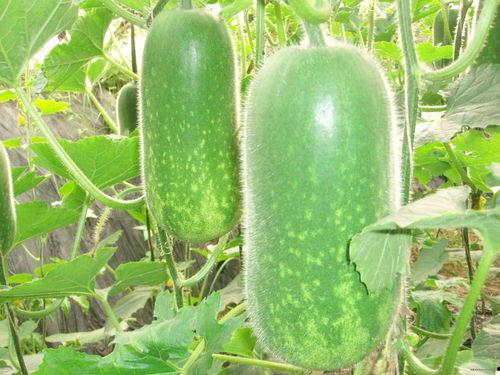 北滘站吃瓜,一场吃瓜盛宴背后的故事